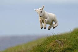 jumping lamb